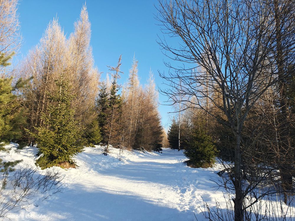 Hrebienok: Szlak zielony na Hrebienok