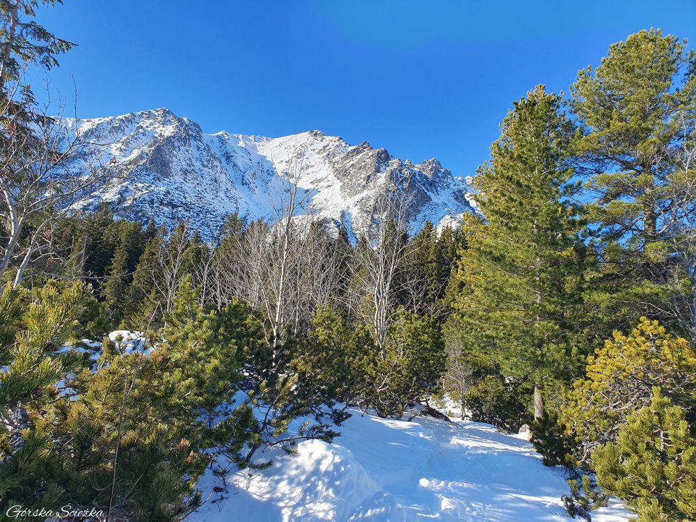 Popradzki Staw: Wzdłuż szlaku żółtego