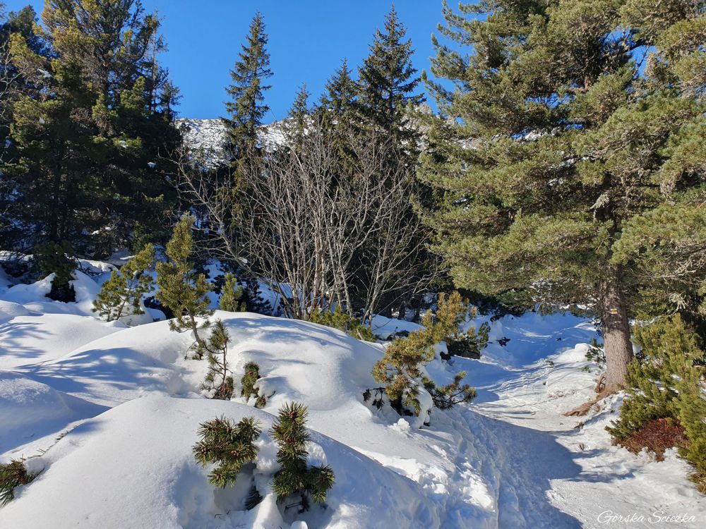 Wodospad Skok: Szlak powyżej granicy lasu