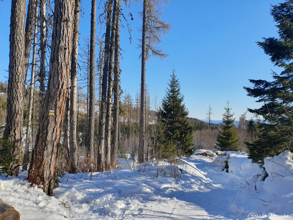 Wodospad Skok: Miejsce wejścia szlaku w las